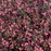 Weigela florida 'SMNWFDFPD'  - Very Fine Wine® Weigela
