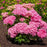 Hydrangea macrophylla ‘Hortmafarfa’ PP32,164  - Bloomin' Easy® Starfield™ Hydrangea
