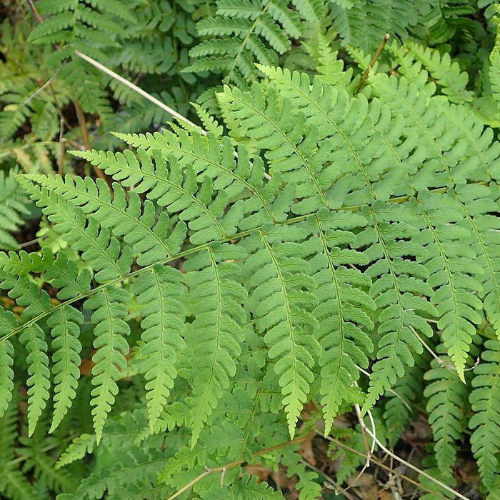 Fern, Eastern Wood Fern, Leatherwood Fern