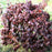 Viburnum carlesii ‘Select A’  - Spice Island™ Korean Spice Viburnum
