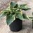 Hosta 'First Frost'  - First Frost Hosta