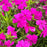 Phlox, Spring Hot Pink Creeping Phlox