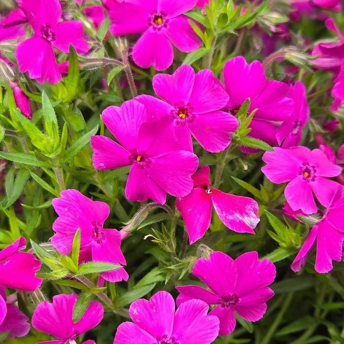 Phlox, Spring Hot Pink Creeping Phlox