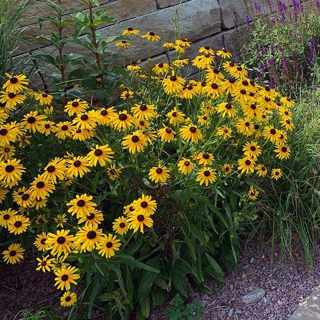 Black Eyed Susan, Viettes Little Suzy Black-Eyed Susan