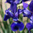 Iris, Caesar's Brother Siberian Iris