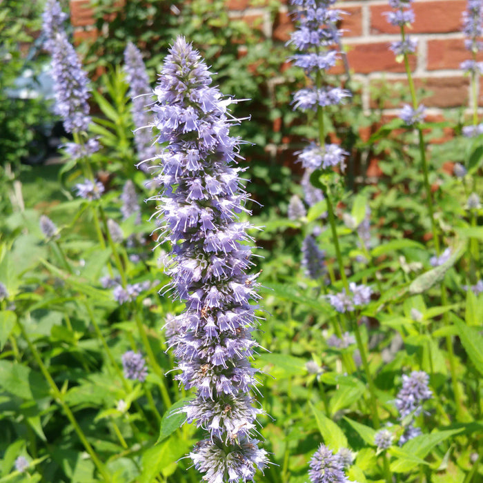 Hyssop, Blue Fortune Giant Hyssop