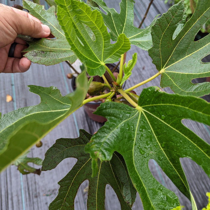 Ficus carica 'Majoam'  - 'Little Miss Figgy' Fig