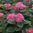 Hydrangea arborescens 'NCHA3'  - Invincibelle® Ruby Hydrangea