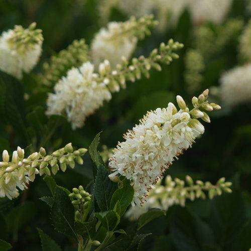 Clethra alnifolia 'Crystalina'  - Sugartina® Summersweet
