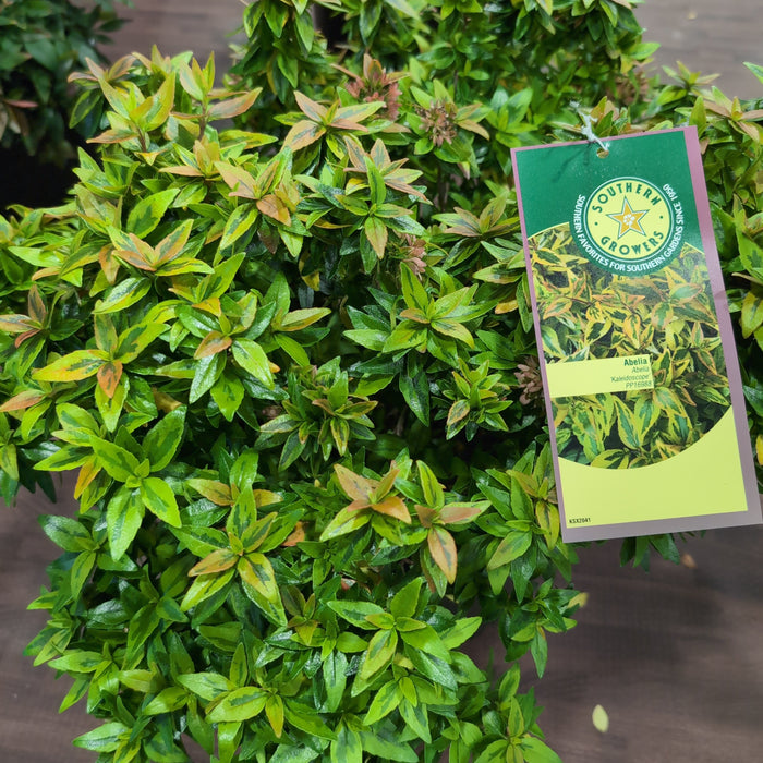 Abelia, Grandiflora Kaleidoscope