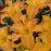 Daylily, Primal Scream Daylily