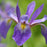 Iris versicolor 'Purple Flame'  - Purple Flame Blue Flag Iris