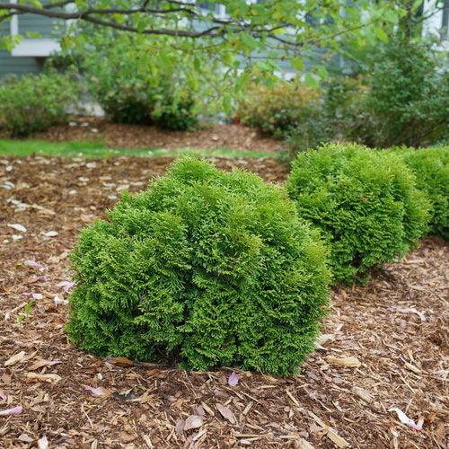 Arborvitae, Tater Tot® Arborvitae