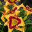 Hemerocallis 'Tiger Swirl'  - Rainbow Rhythm® Tiger Swirl Daylily