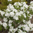 Philadelphus 'Snow White Fantasy'  - First Editions® Snow White™ Mockorange