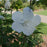Hibiscus syriacus 'Gandini van Aart'  - PW® White Pillar® Rose of Sharon