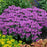Bee Balm, PW® Leading Lady Plum Bee Balm