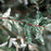 Willow, Dappled Willow