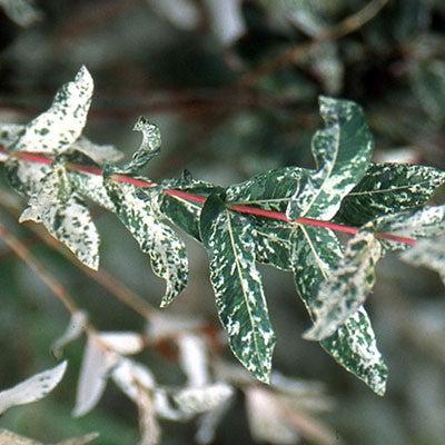 Willow, Dappled Willow