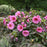 Hibiscus, Summerific® Berry Awesome Rose Mallow