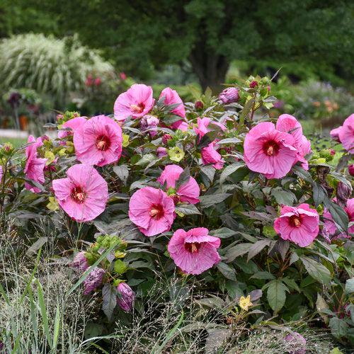 Hibiscus, Summerific® Berry Awesome Rose Mallow
