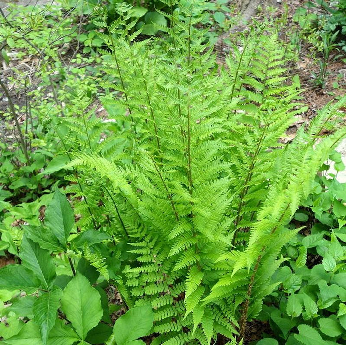 Fern, Eastern Wood Fern, Leatherwood Fern