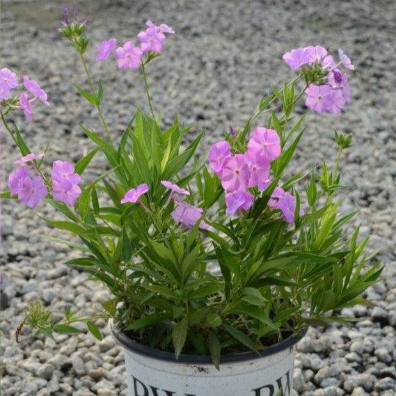 Phlox, Opening Act Ultrapink Phlox