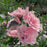 Hibiscus syriacus 'JWNWOOD4' USPP 24,336  - Pink Chiffon® Rose of Sharon