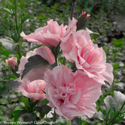 Hibiscus syriacus 'JWNWOOD4' USPP 24,336  - Pink Chiffon® Rose of Sharon