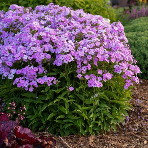 Phlox, Opening Act Blush Phlox