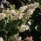 Hydrangea paniculata 'HPOPR018'  - Bloomin' Easy® Torch™ Hydrangea