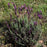 Lavandula stoechas 'Anouk Deluxe 1225'  - Primavera Spanish Lavender