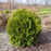 Thuja occidentalis 'Hetz Midget'  - Hetz Midget Arborvitae, Mini Arborvitae