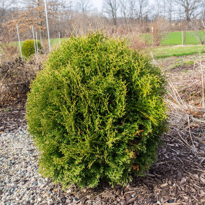 Thuja occidentalis 'Hetz Midget'  - Hetz Midget Arborvitae, Mini Arborvitae