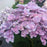 Hydrangea macrophylla ‘Hortmafarfa’ PP32,164  - Bloomin' Easy® Starfield™ Hydrangea