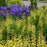 Baptisia, Decadence® Lemon Meringue Baptisia
