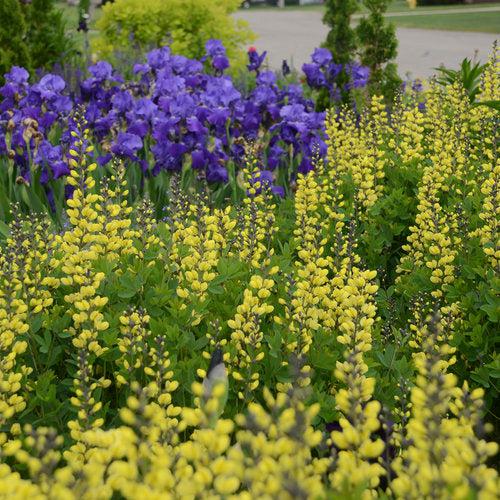 Baptisia, Decadence® Lemon Meringue Baptisia
