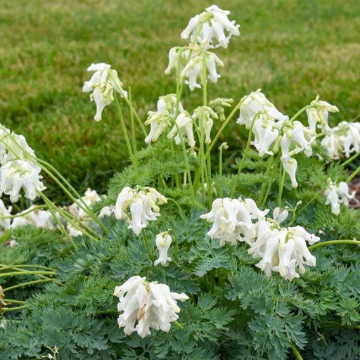 Bleeding Heart, White Diamonds Fern-Leaf Bleeding Heart