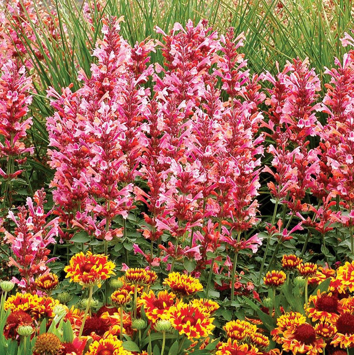 Hyssop,  Kudos™ Ambrosia Hummingbird Mint