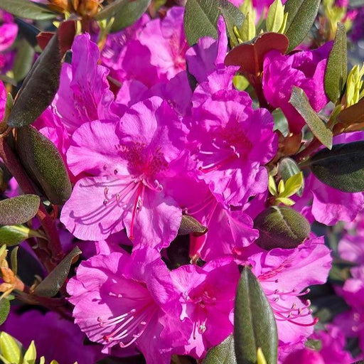 Rhododendron, Black Hat Rhododendron