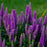 Veronica 'Purple Illusion' PP31301  - PW® Magic Show® Purple Illusion Veronica