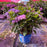 Hydrangea macrophylla ‘Hortmafarfa’ PP32,164  - Bloomin' Easy® Starfield™ Hydrangea