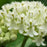 Asclepias incarnata 'Ice Ballet'  - Ice Ballet Swamp Milkweed