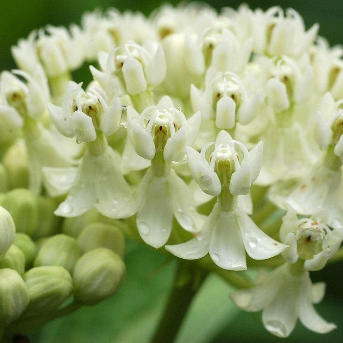 Asclepias incarnata 'Ice Ballet'  - Ice Ballet Swamp Milkweed
