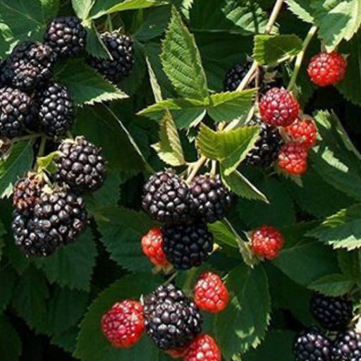 Blackberry, Taste of Heaven Blackberry, 2 gal (10-15 in)