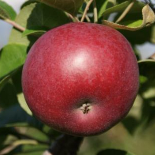 Apple, McIntosh (Malus X McIntosh), 7 gal.