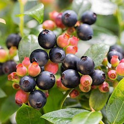 Blueberry, Berry Bux (Blueberry Glaze) (Vaccinium X BerryBux) - Half Highbush, 2 gal