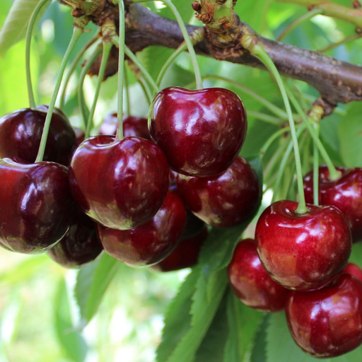 Cherry, Regina - Sweet Cherry, 7 gal (5-7 ft)