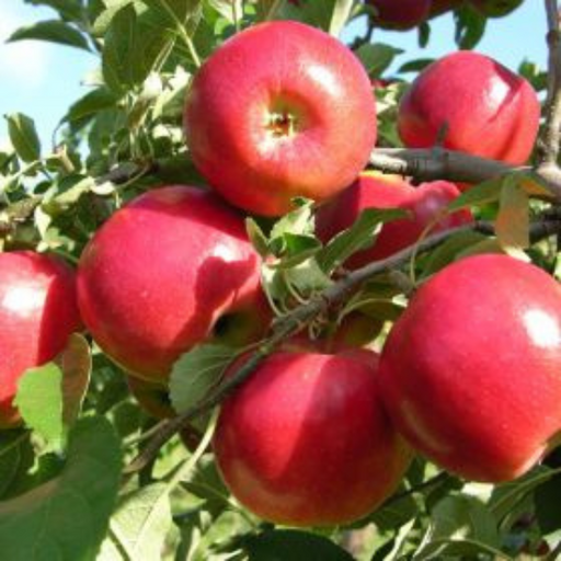 Apple, Jonastar (Malus domestica Jonastar), 7 gal