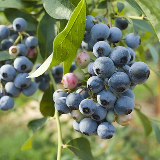 Blueberry, Northland Highbush (Vaccinium corymbosum Northland), 3 gal